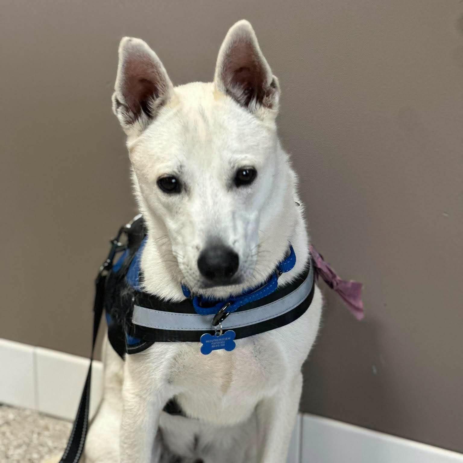 Arlo "Ari", adoptable, Puppy Male Mixed Breed.