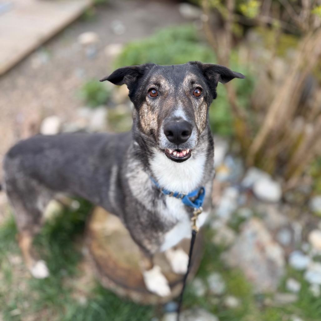 Enlarge Luvie, a Adoptable Shepherd in Bellingham, WA image 1/6