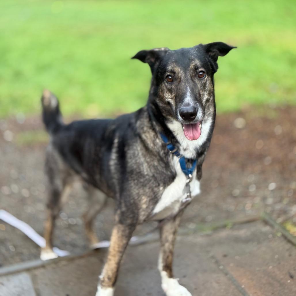 Princess, Adoptable, Adult Female Shepherd.