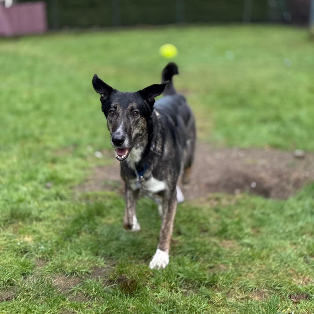 Enlarge Princess, a Adoptable Shepherd in Bellingham, WA image 2/6