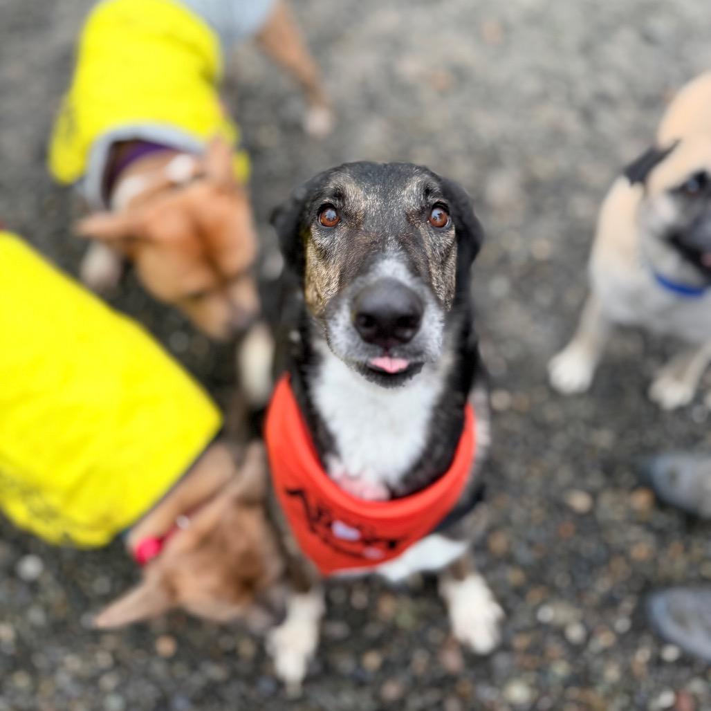 Enlarge Luvie, a Adoptable Shepherd in Bellingham, WA image 2/6