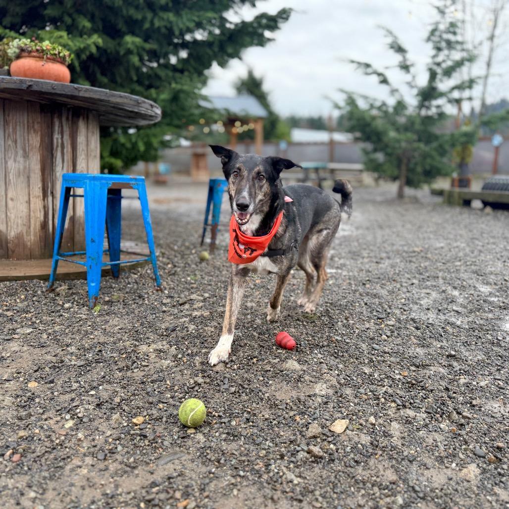 Enlarge Luvie, a Adoptable Shepherd in Bellingham, WA image 3/6