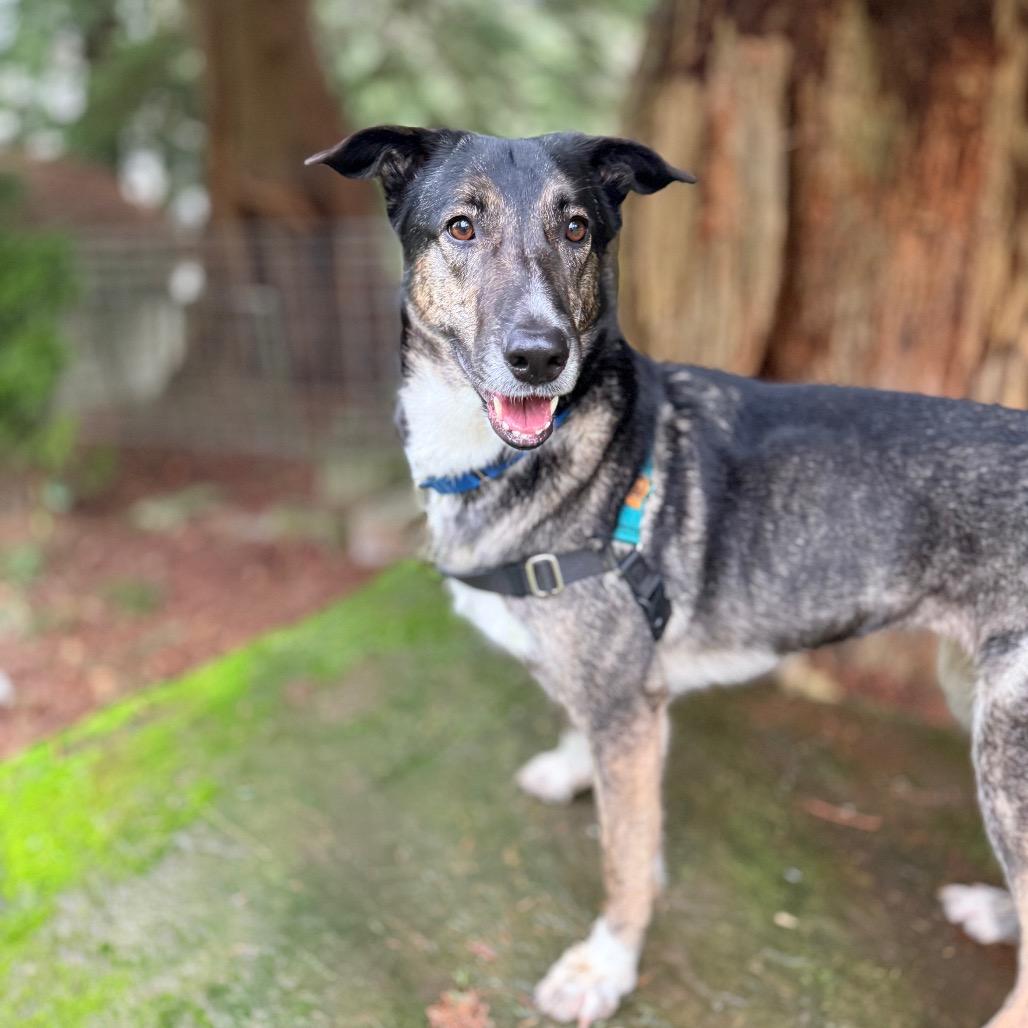 Enlarge Princess, a Adoptable Shepherd in Bellingham, WA image 4/6