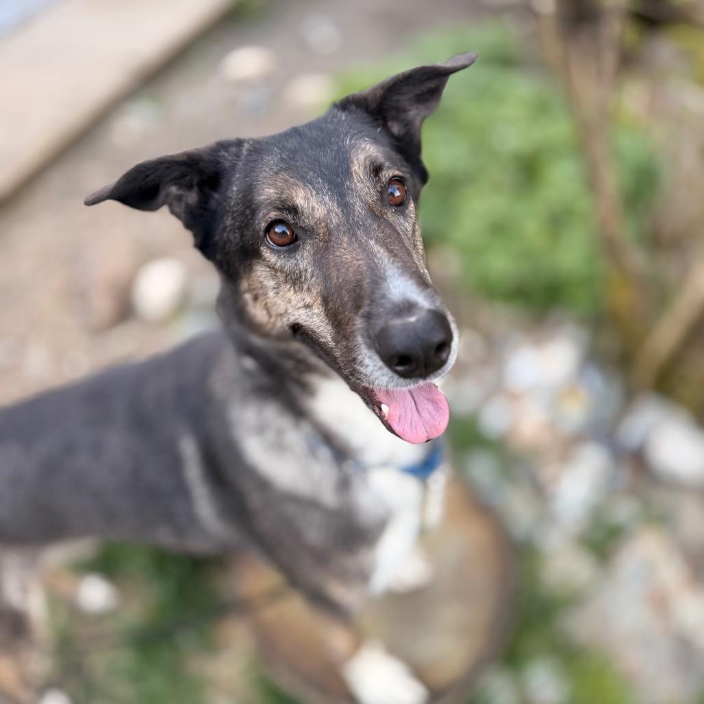 Enlarge Luvie, a Adoptable Shepherd in Bellingham, WA image 4/6