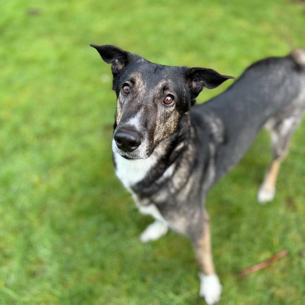 Enlarge Princess, a Adoptable Shepherd in Bellingham, WA image 5/6