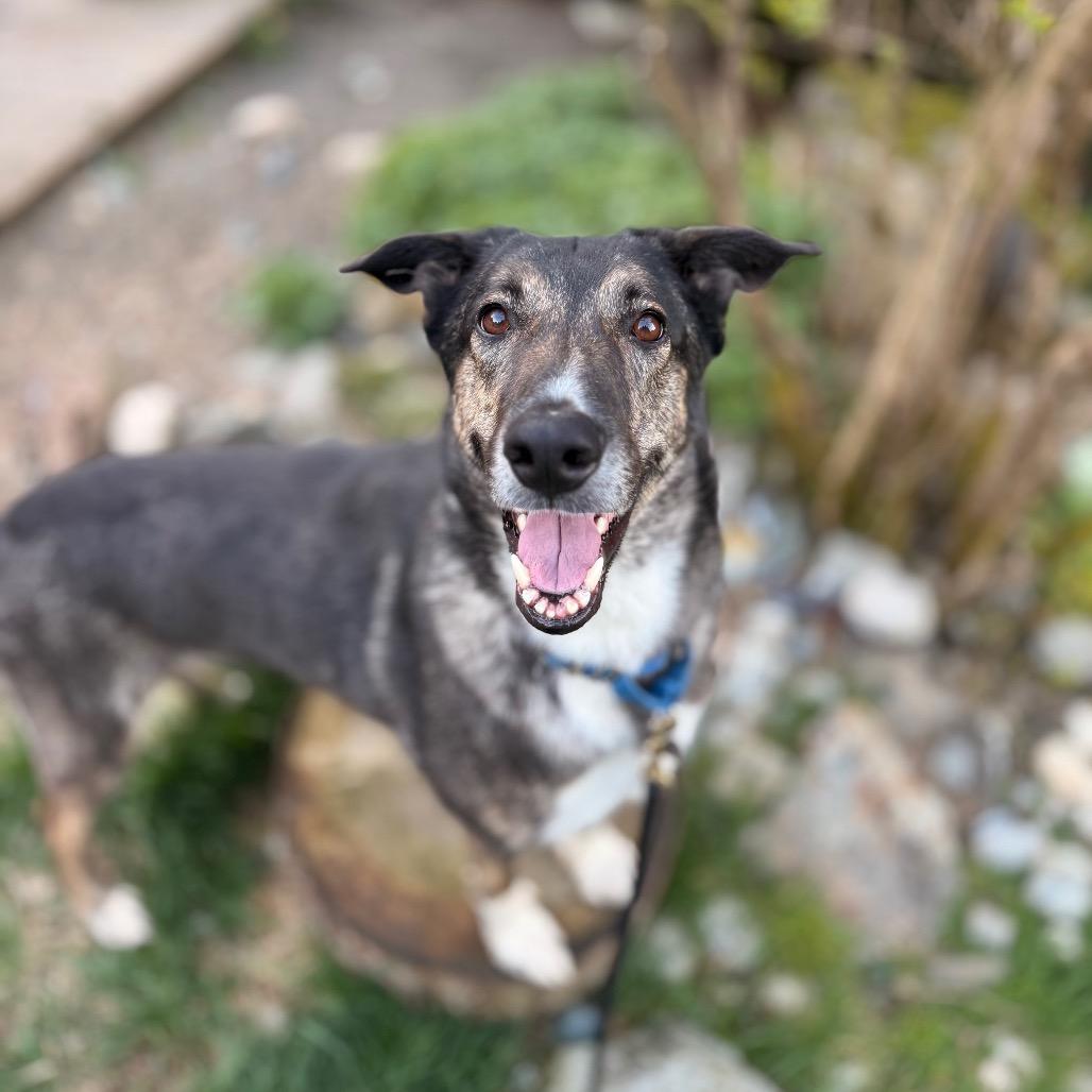Enlarge Luvie, a Adoptable Shepherd in Bellingham, WA image 5/6