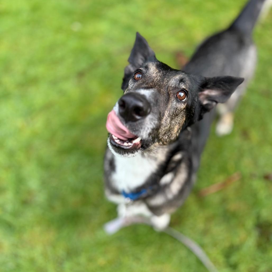 Enlarge Princess, a Adoptable Shepherd in Bellingham, WA image 6/6