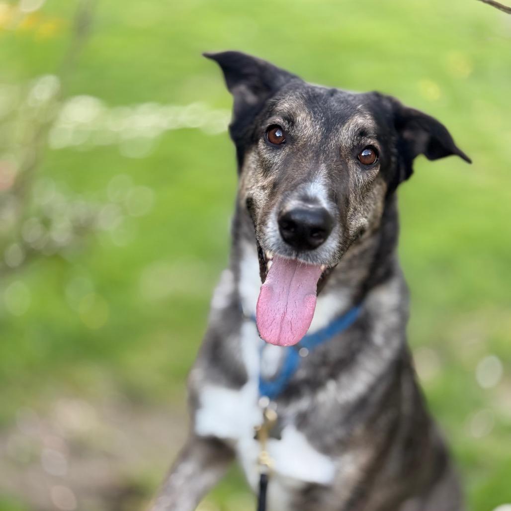 Enlarge Luvie, a Adoptable Shepherd in Bellingham, WA image 6/6