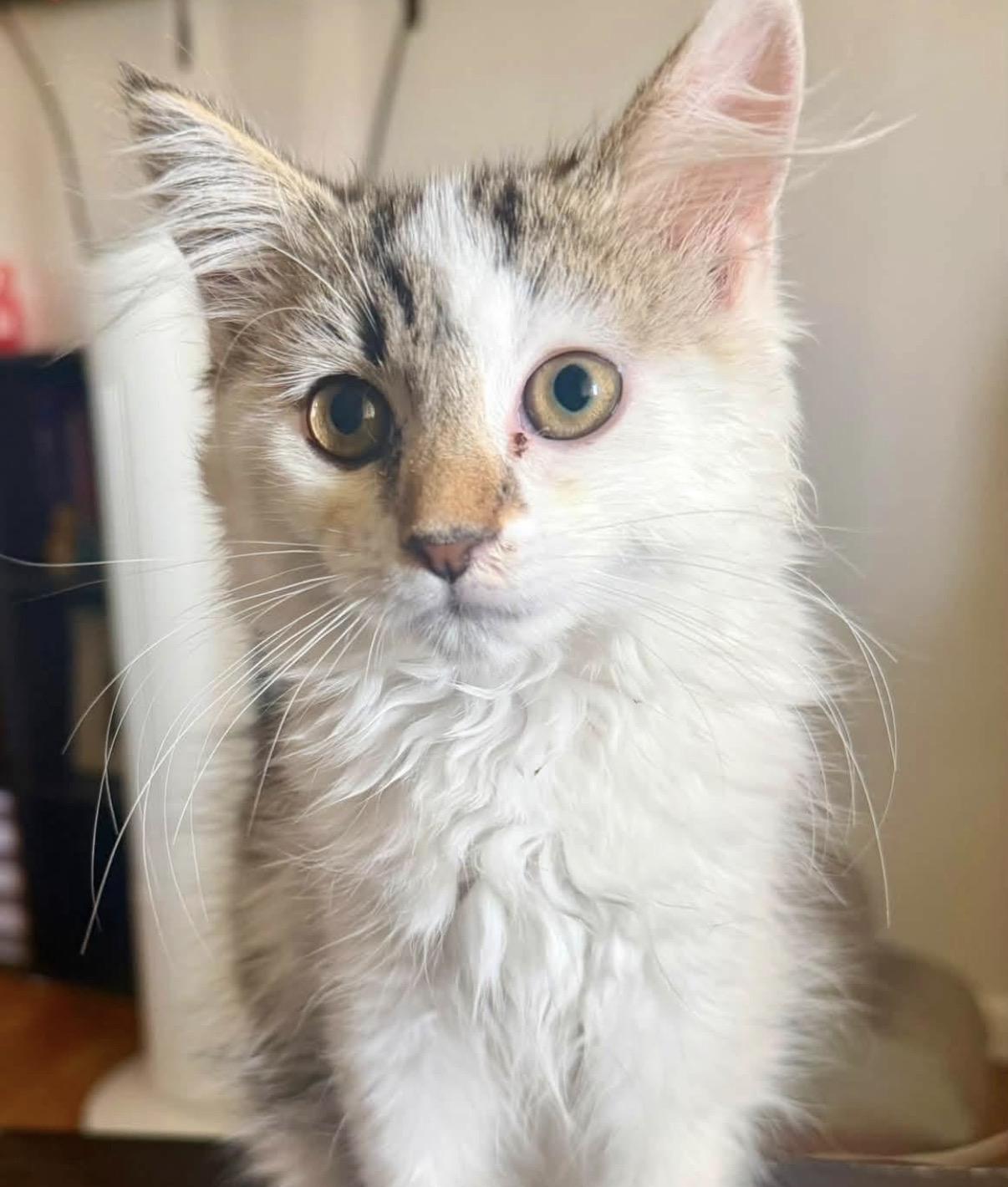 Violet, an adopted Domestic Medium Hair in Maineville, OH image 6/6