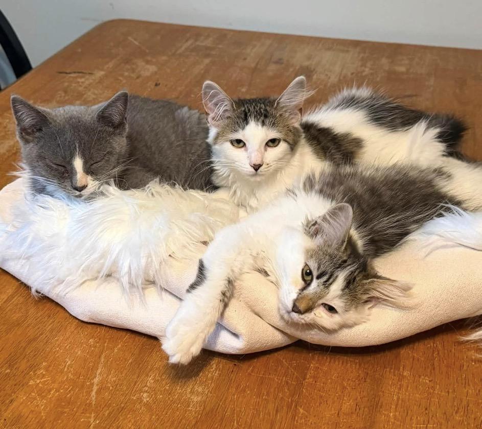 Violet, an adopted Domestic Medium Hair in Maineville, OH image 3/6