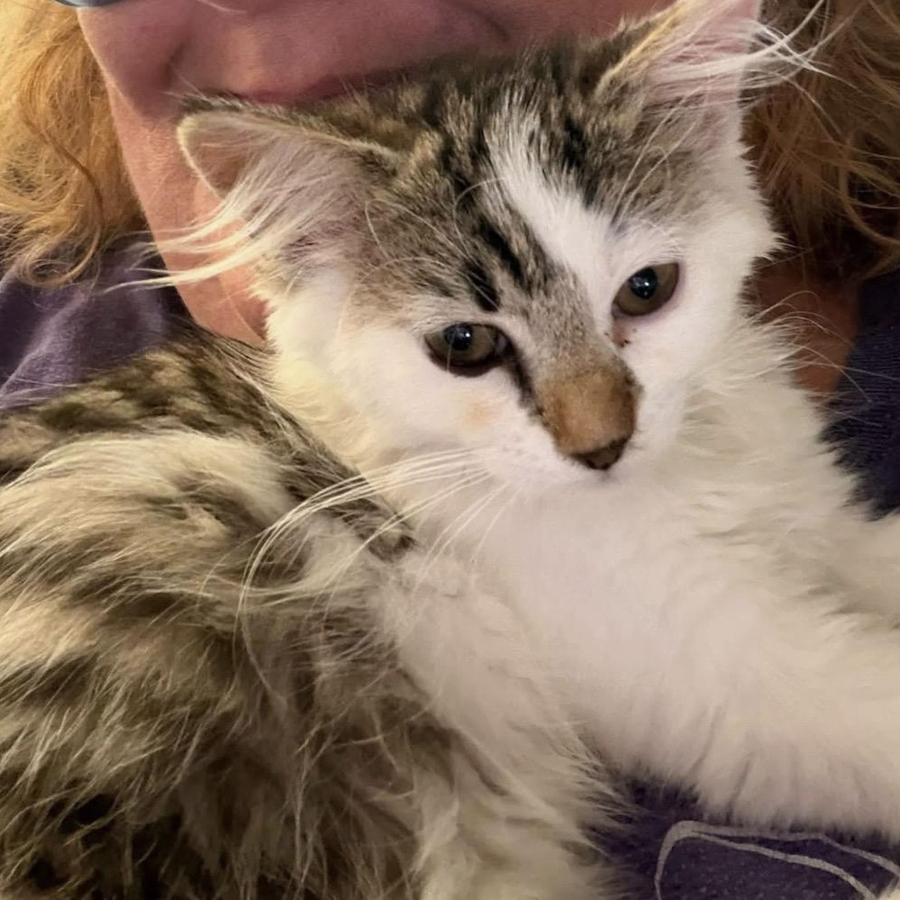 Violet, an adopted Domestic Medium Hair in Maineville, OH image 2/6