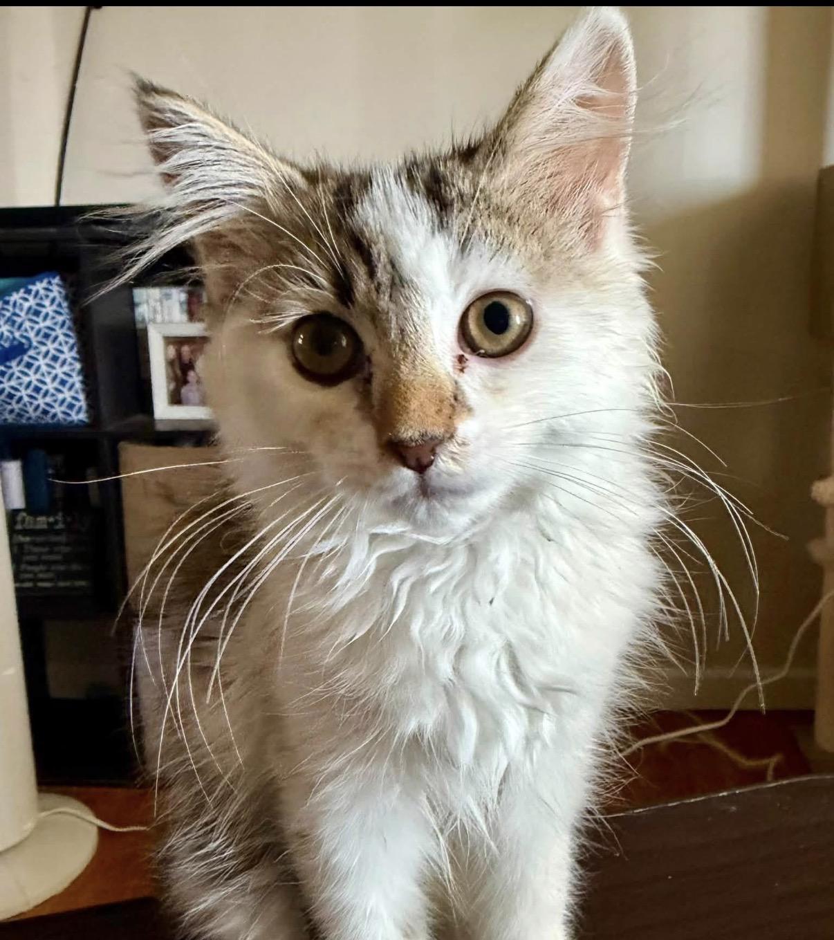 Violet, adopted, Kitten Female Domestic Medium Hair.