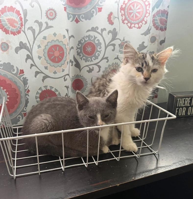 Violet, an adopted Domestic Medium Hair in Maineville, OH image 5/6
