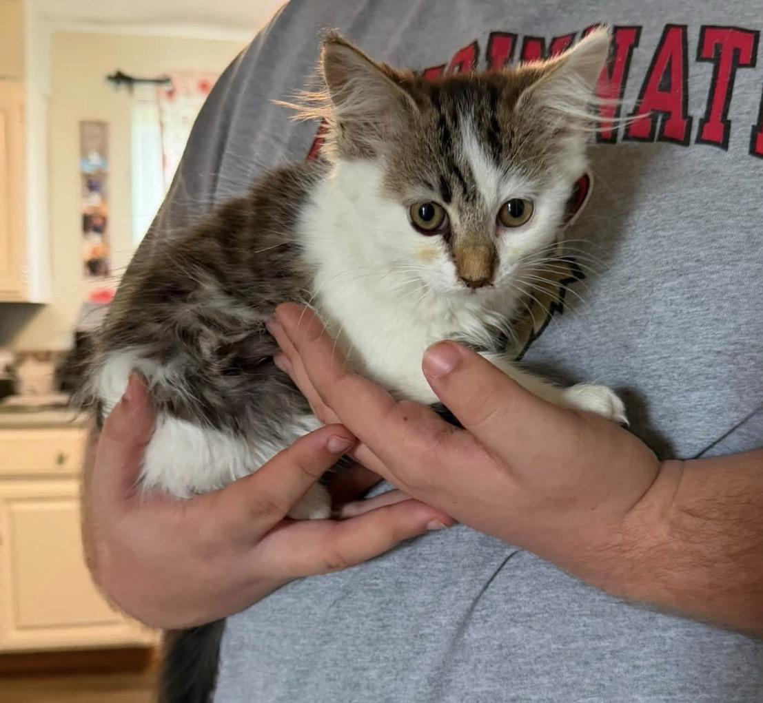 Violet, an adopted Domestic Medium Hair in Maineville, OH image 4/6