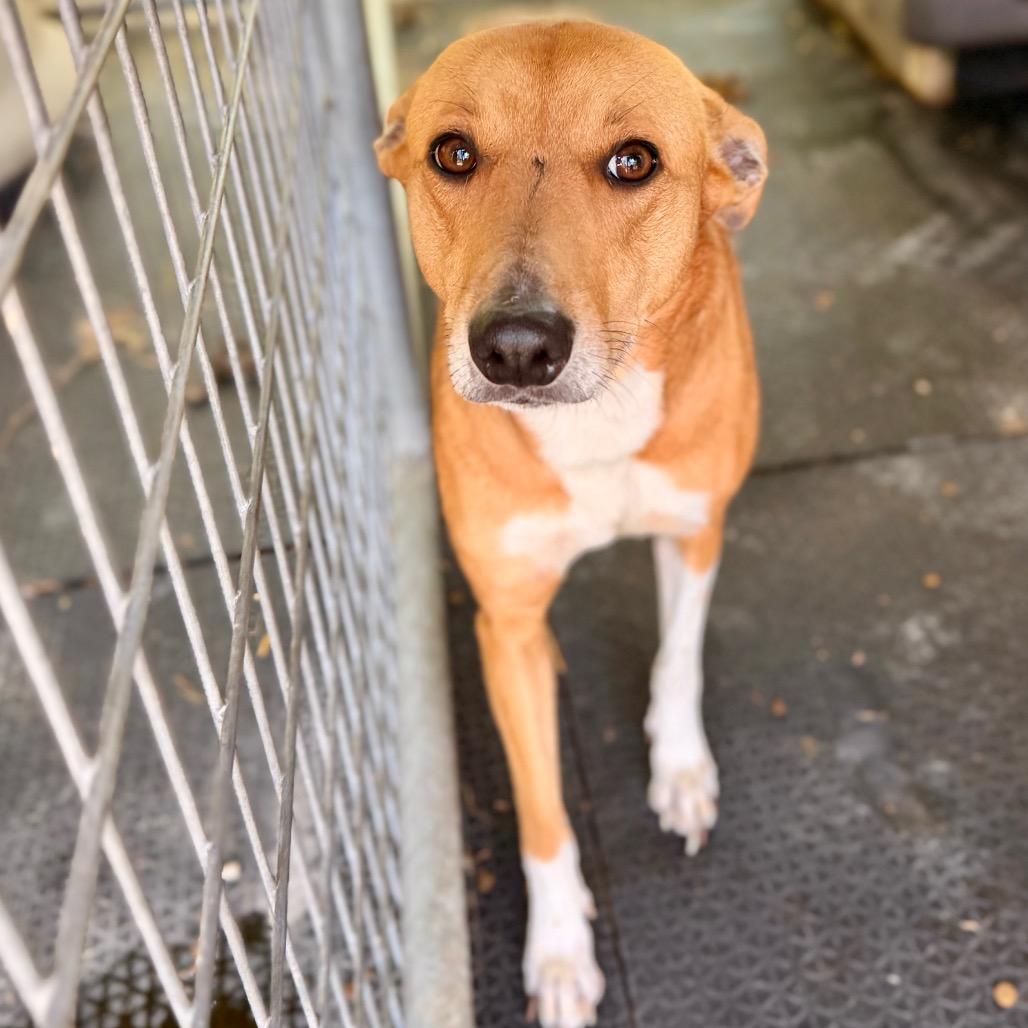 Karen, Adoptable, Adult Female Mixed Breed.