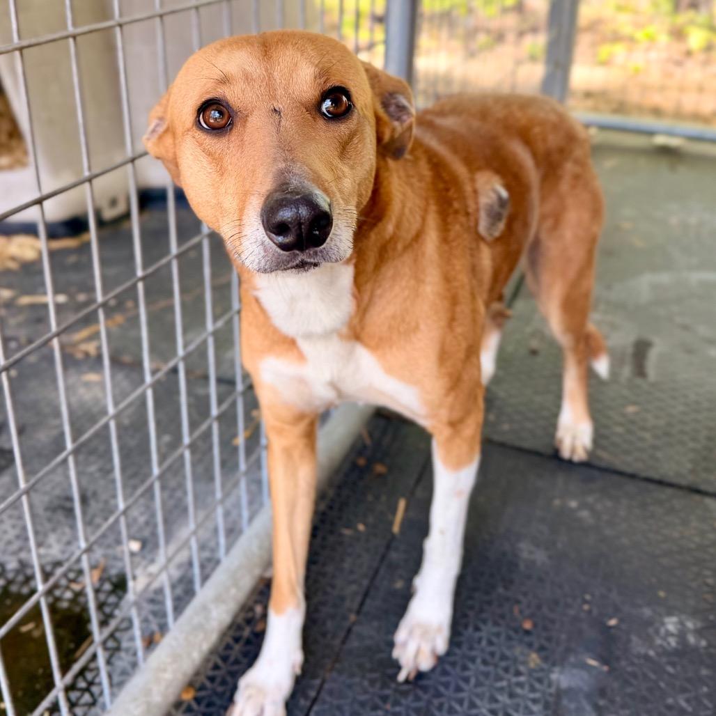 Enlarge Karen, a Adoptable Mixed Breed in Evensville, TN image 2/2