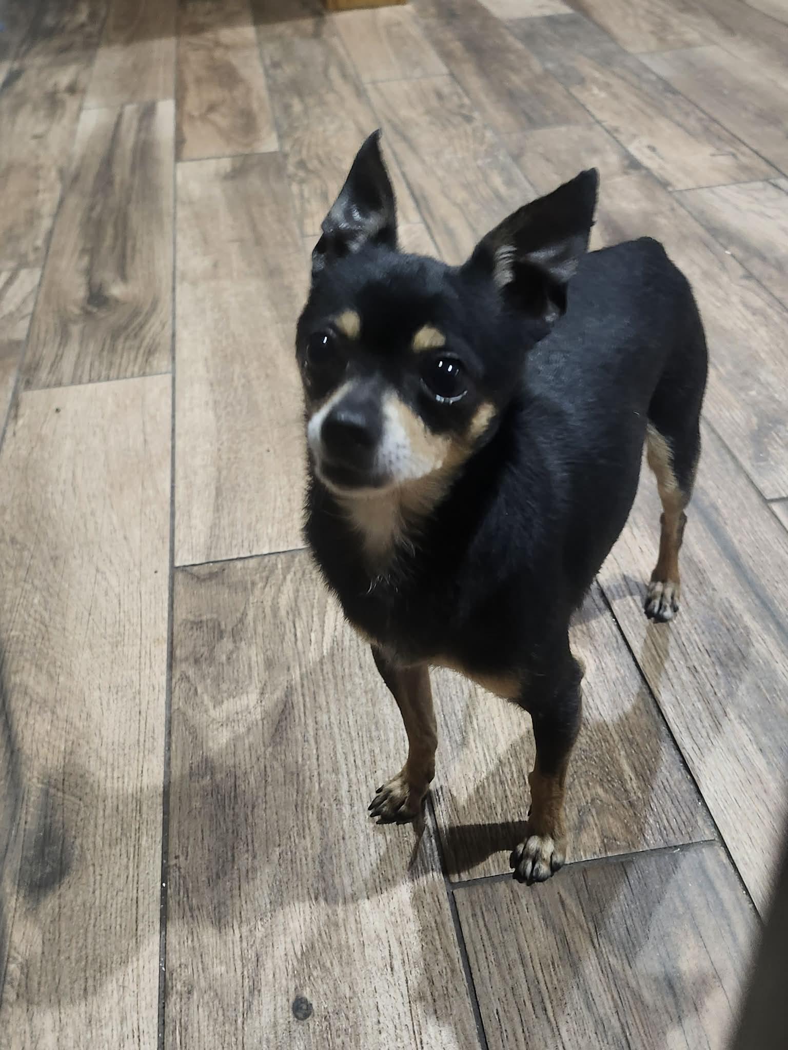 Santiago, ADOPTABLE, Adult Male Chihuahua.