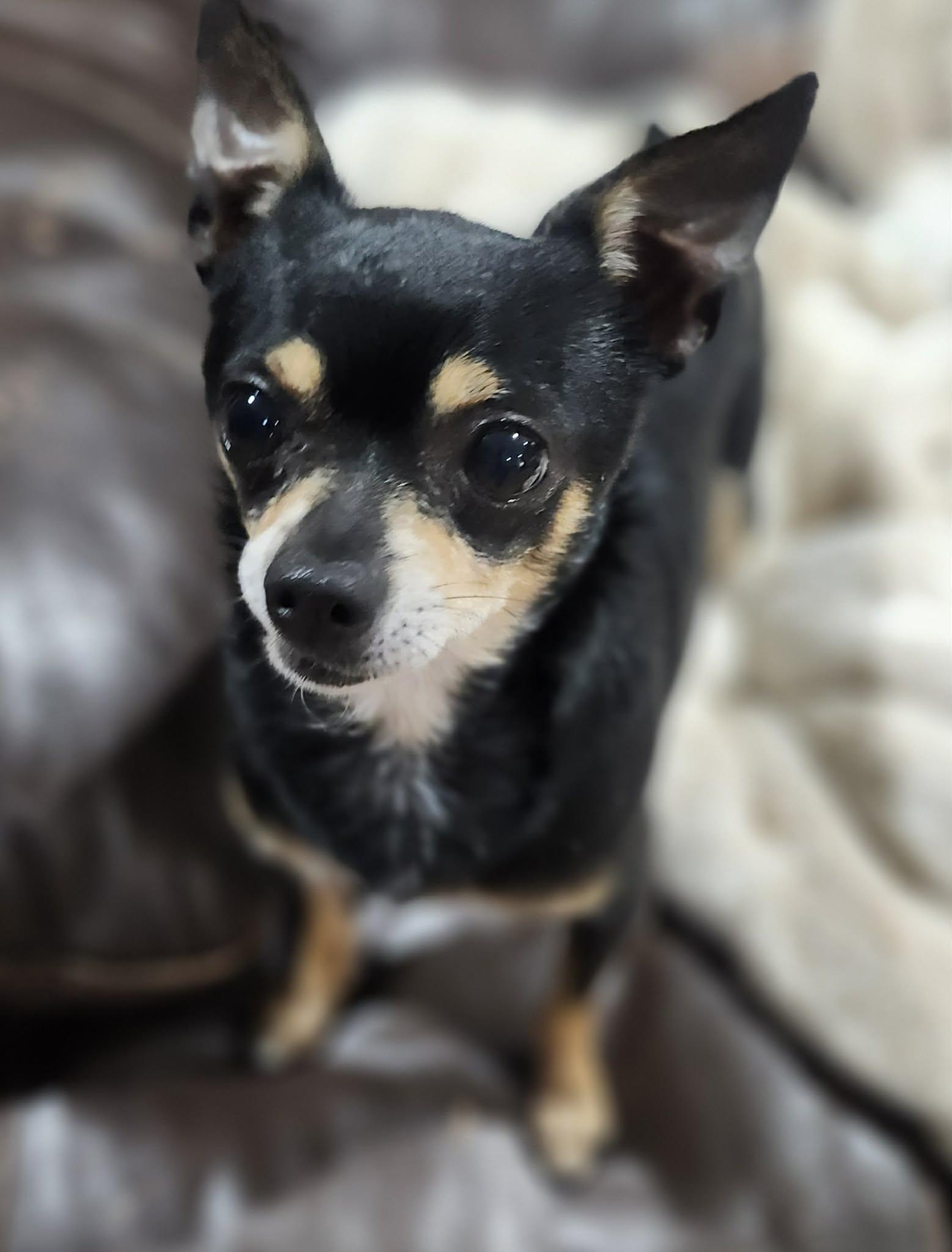 Santiago, a ADOPTABLE Chihuahua in New Milford, CT image 3/6
