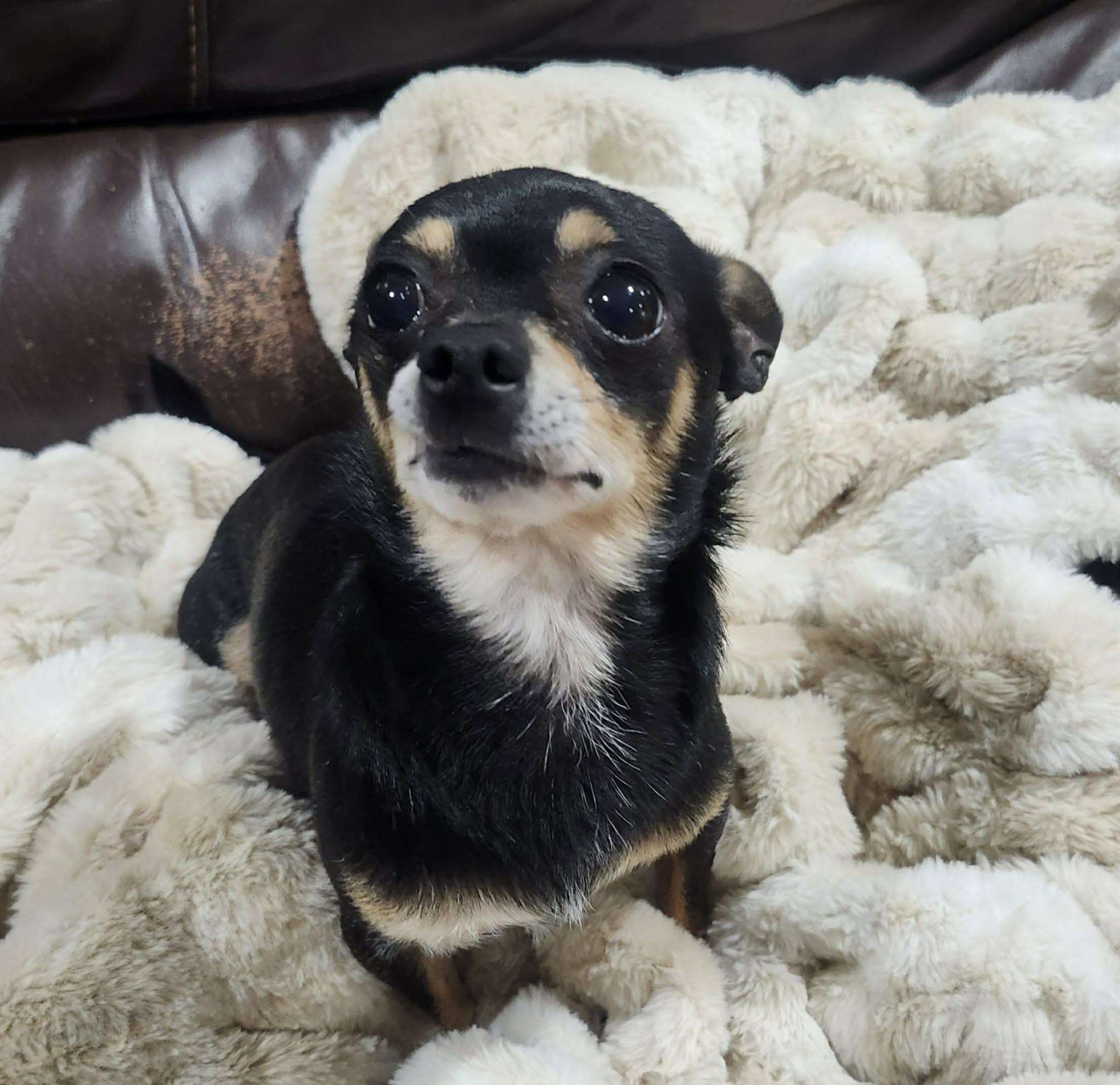 Santiago, a ADOPTABLE Chihuahua in New Milford, CT image 5/6