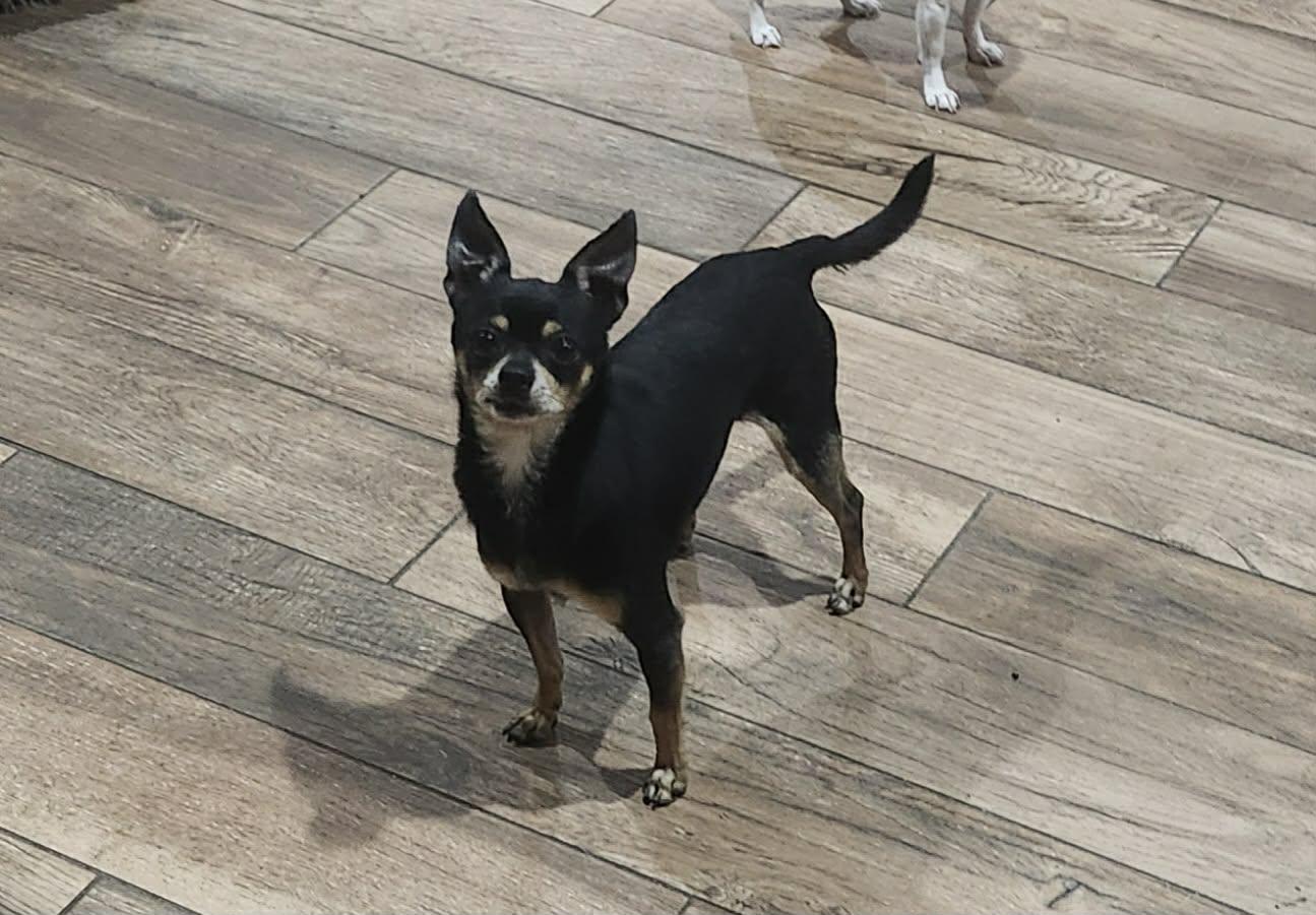 Santiago, a ADOPTABLE Chihuahua in New Milford, CT image 4/6