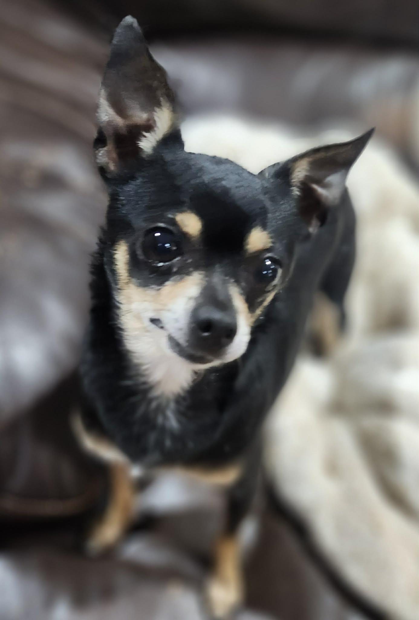 Santiago, a ADOPTABLE Chihuahua in New Milford, CT image 6/6