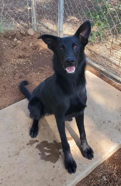 Meg, Adoptable, Young Female Black Labrador Retriever.