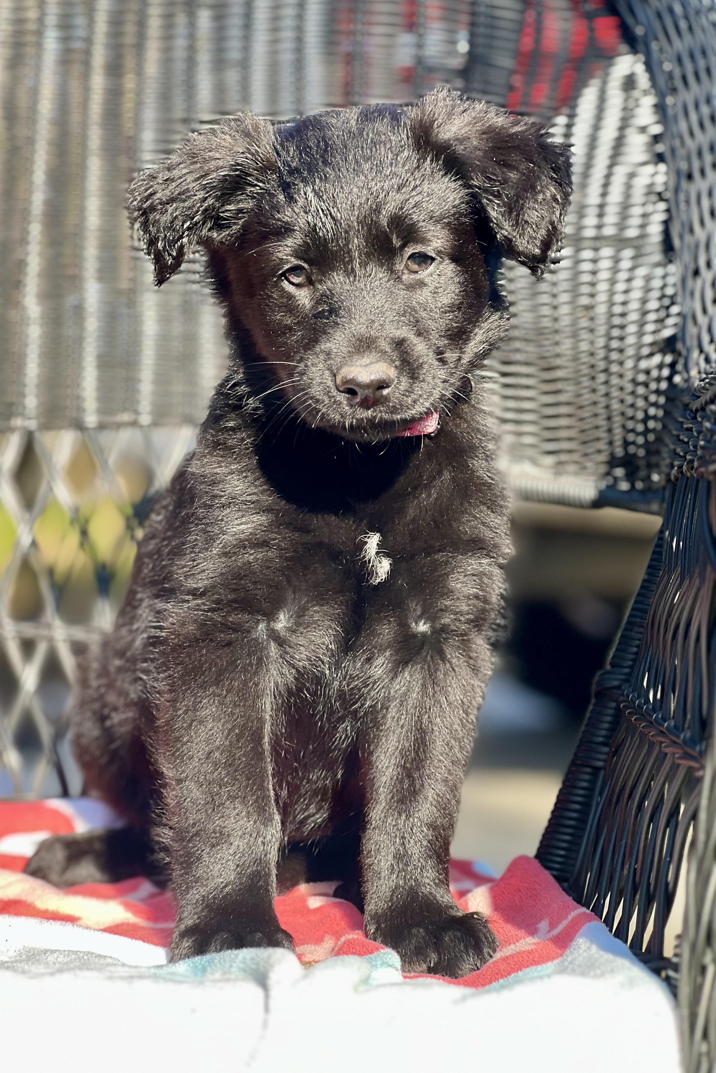 Ash, ADOPTABLE, Puppy Female Mixed Breed.