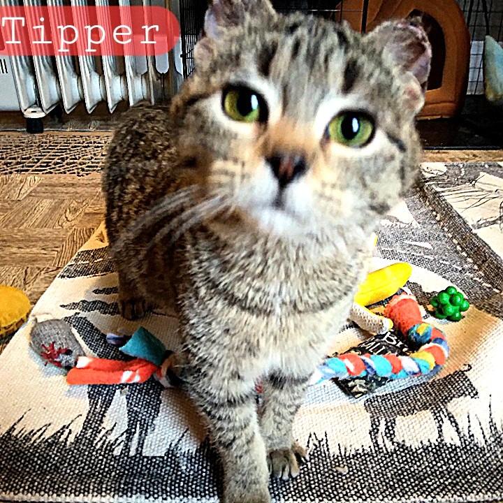 TIPPER pending, ADOPTABLE, Kitten Female Tabby.