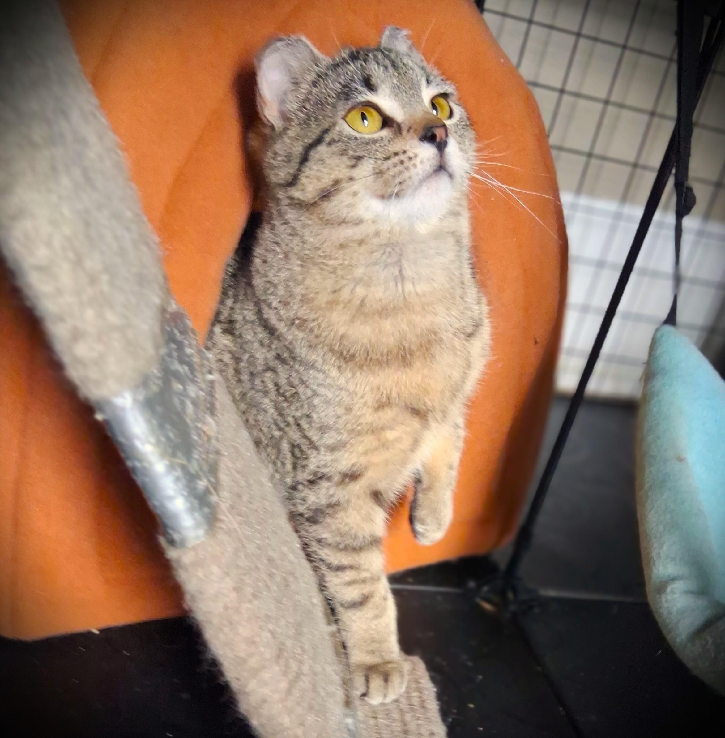Enlarge TIPPER pending, a ADOPTABLE Tabby in Mankato, MN image 5/6