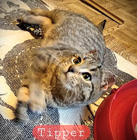 Enlarge TIPPER pending, a ADOPTABLE Tabby in Mankato, MN image 4/6