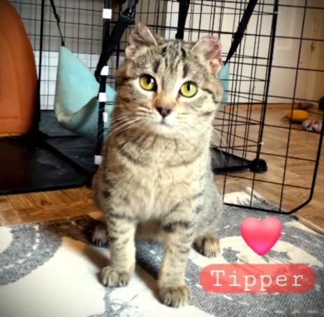 Enlarge TIPPER pending, a ADOPTABLE Tabby in Mankato, MN image 3/6