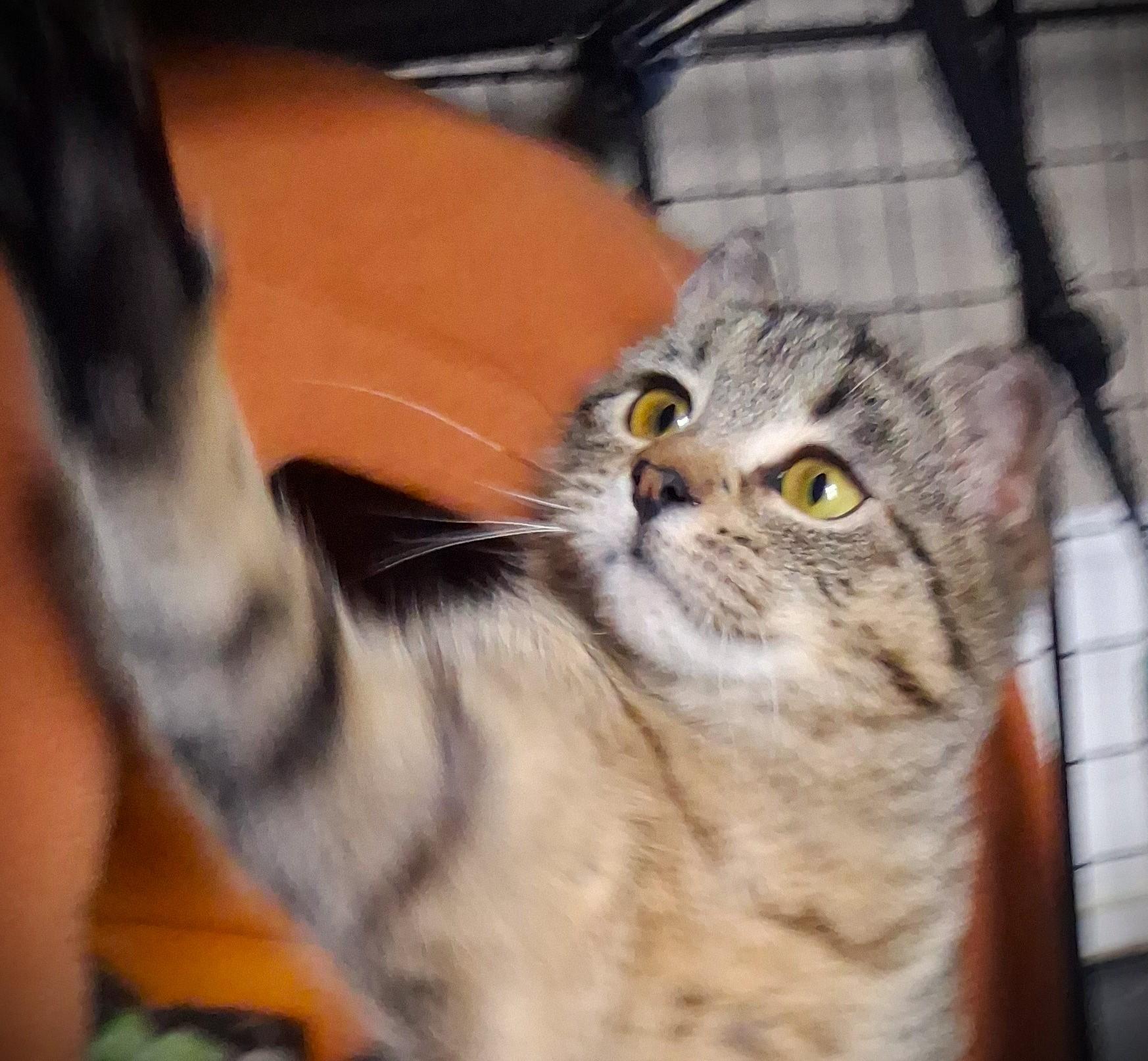 Enlarge TIPPER pending, a ADOPTABLE Tabby in Mankato, MN image 2/6