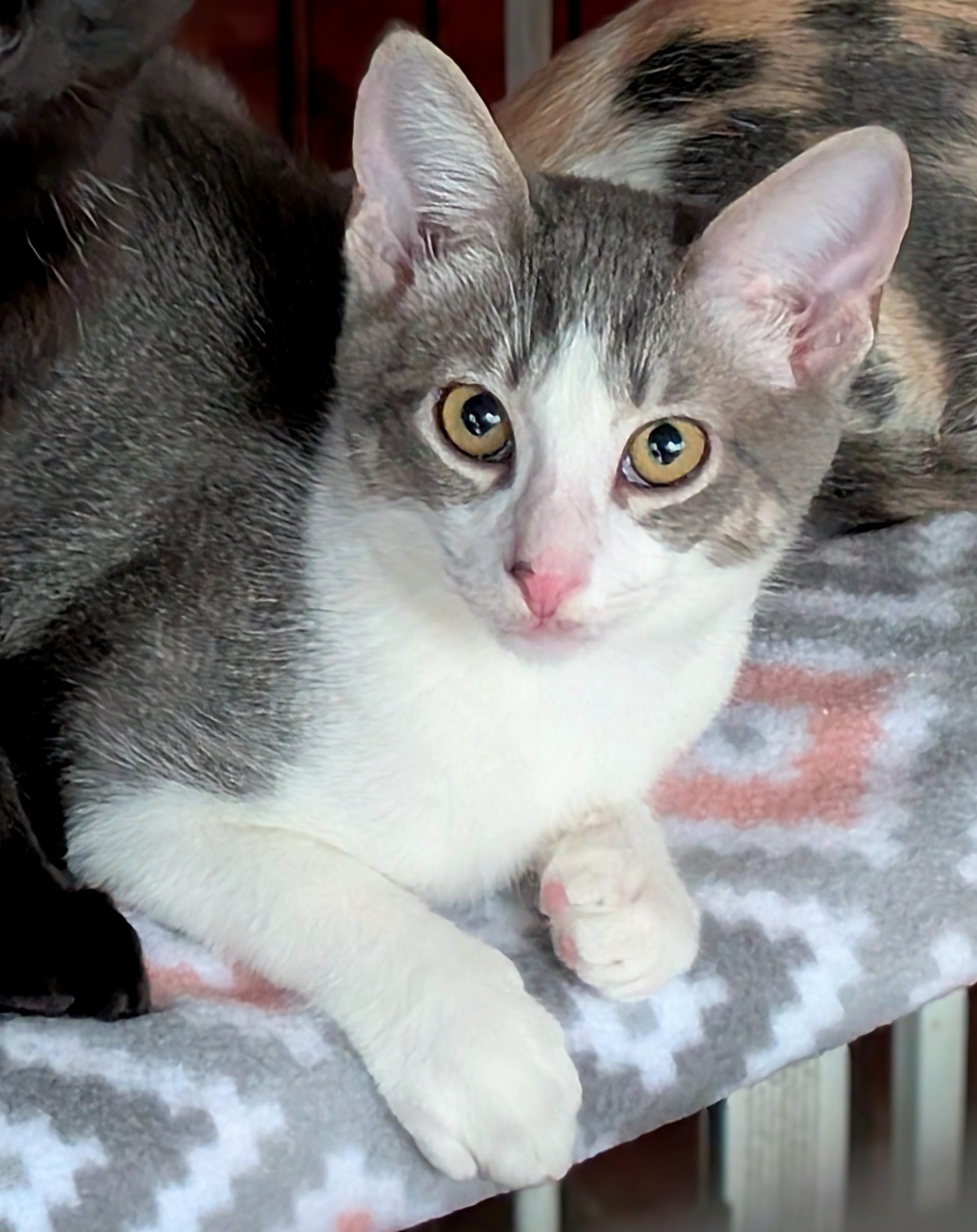 Cruiser, Adoptable, Kitten Male American Shorthair & Russian Blue.