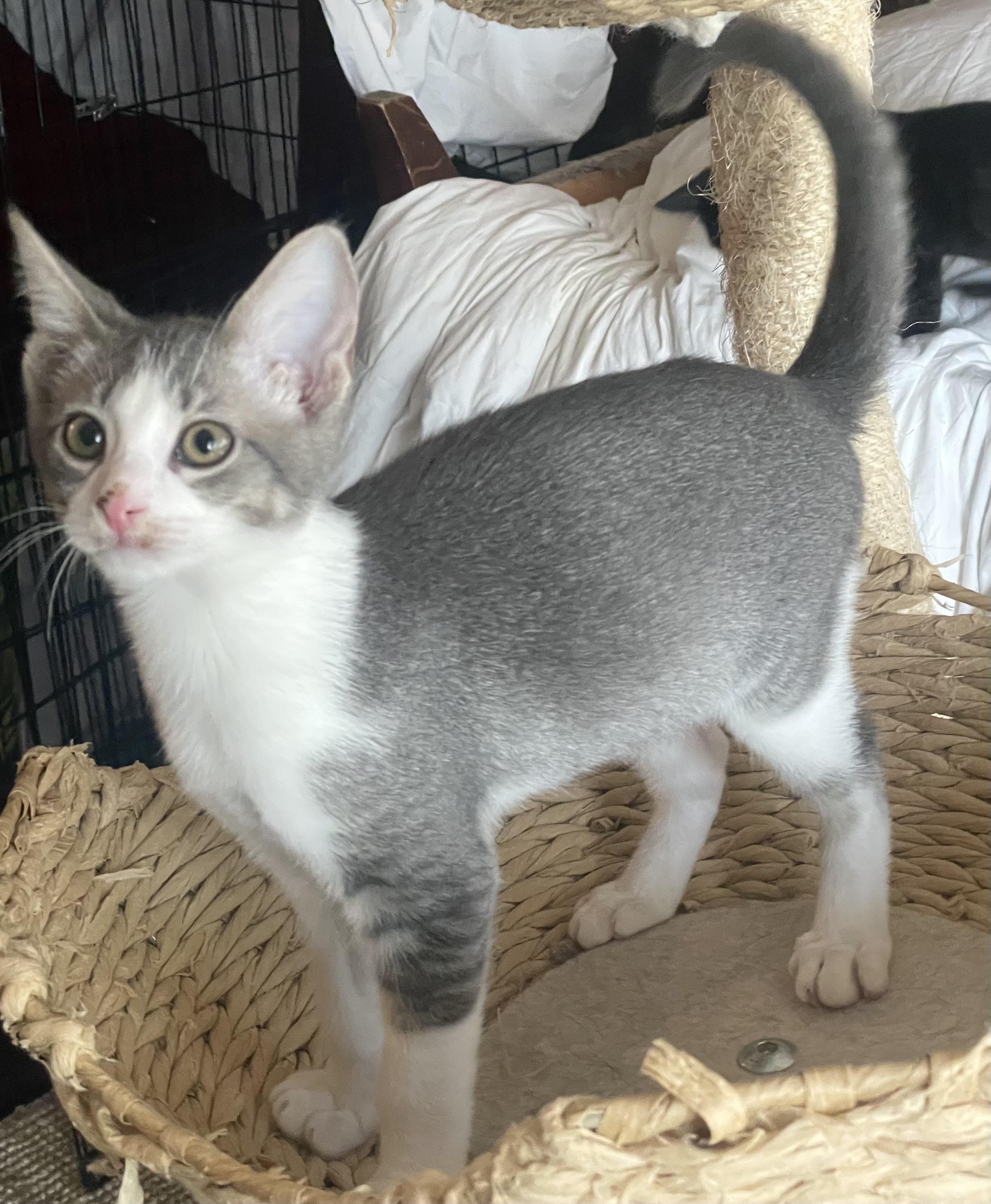 Cruiser, Adoptable, Kitten Male American Shorthair & Russian Blue.