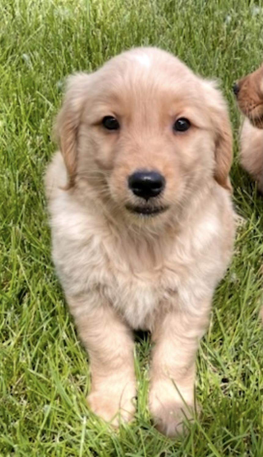 Cooper & Siblings, Baby Male Golden Retriever