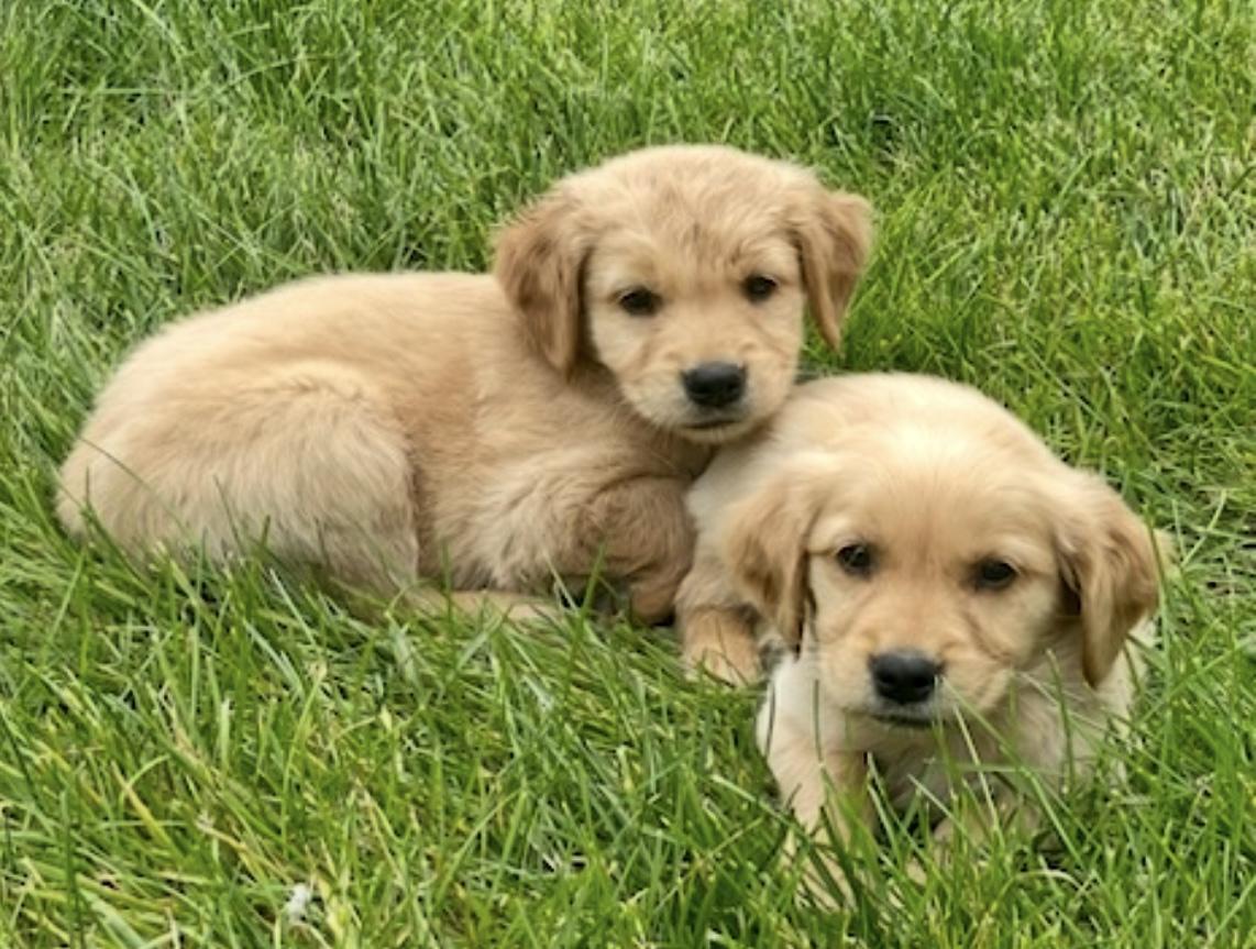 Cooper & Siblings photo 3