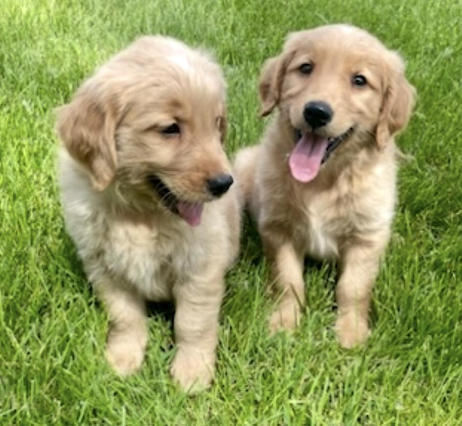 Cooper & Siblings photo 2