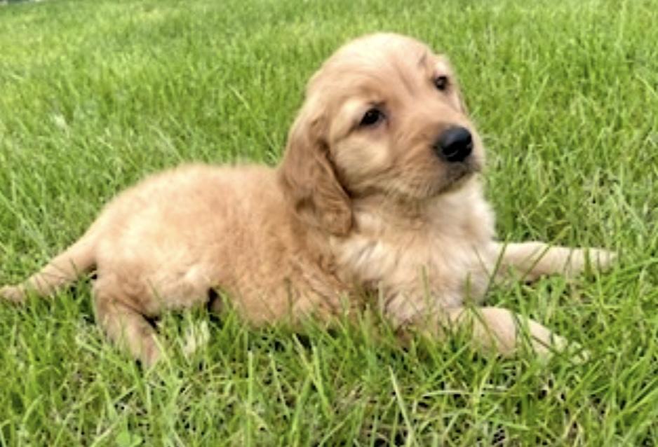 Cooper & Siblings photo 5