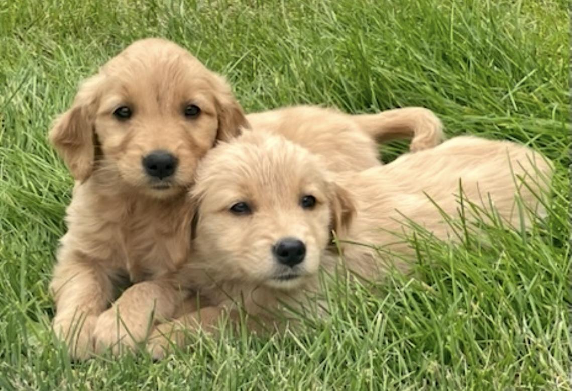 Cooper & Siblings photo 4