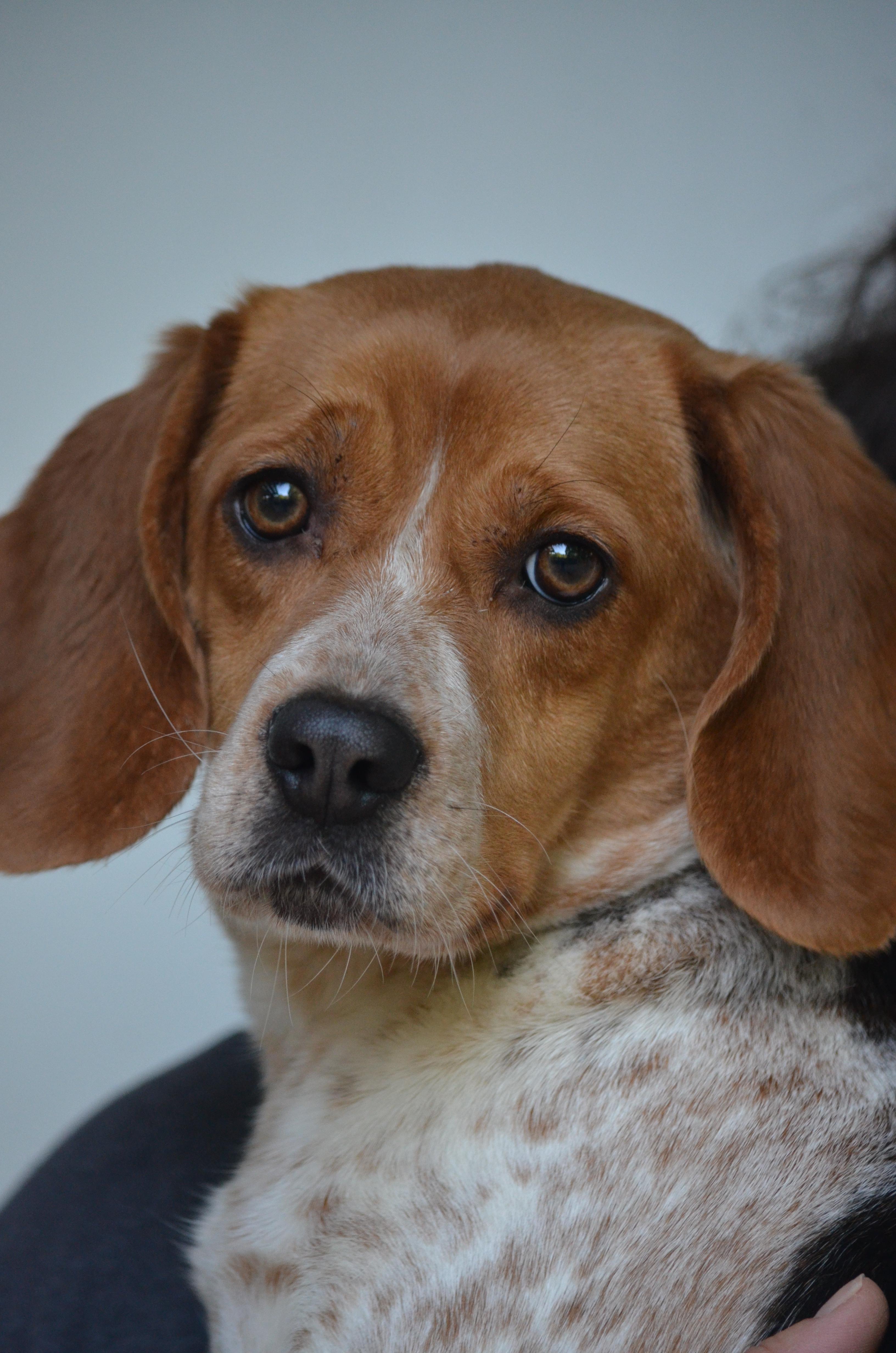 Enlarge Poppy, a ADOPTABLE Beagle in Amissville, VA image 3/3