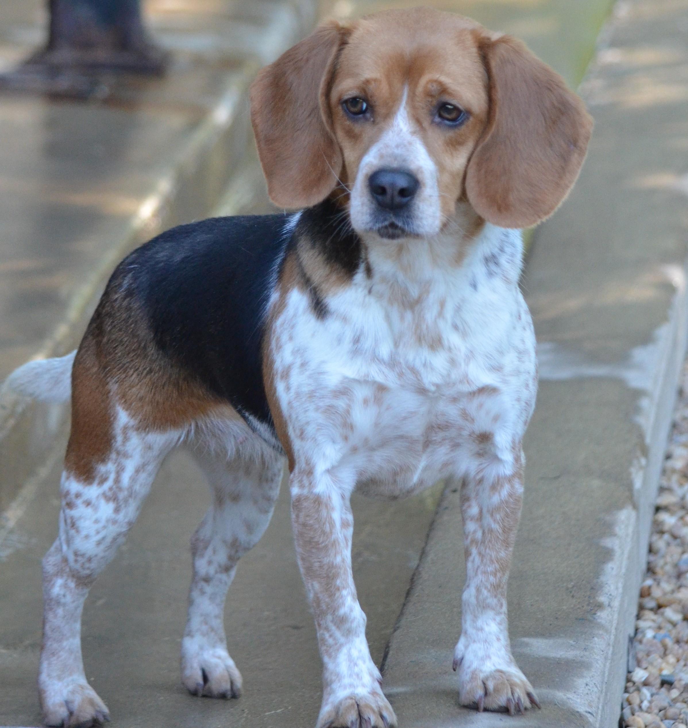 Enlarge Poppy, a ADOPTABLE Beagle in Amissville, VA image 2/3