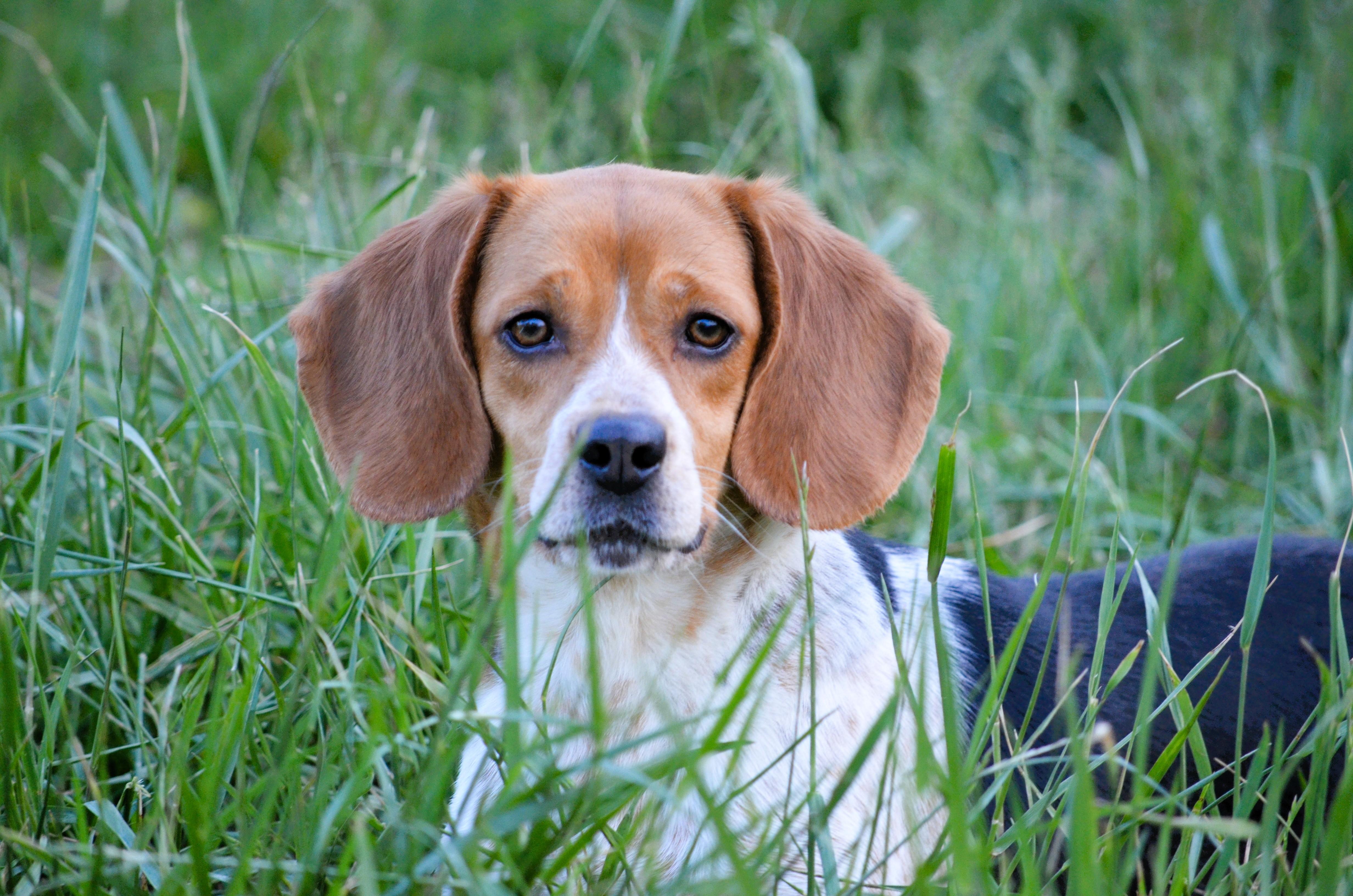 Poppy, ADOPTABLE, Young Female Beagle.