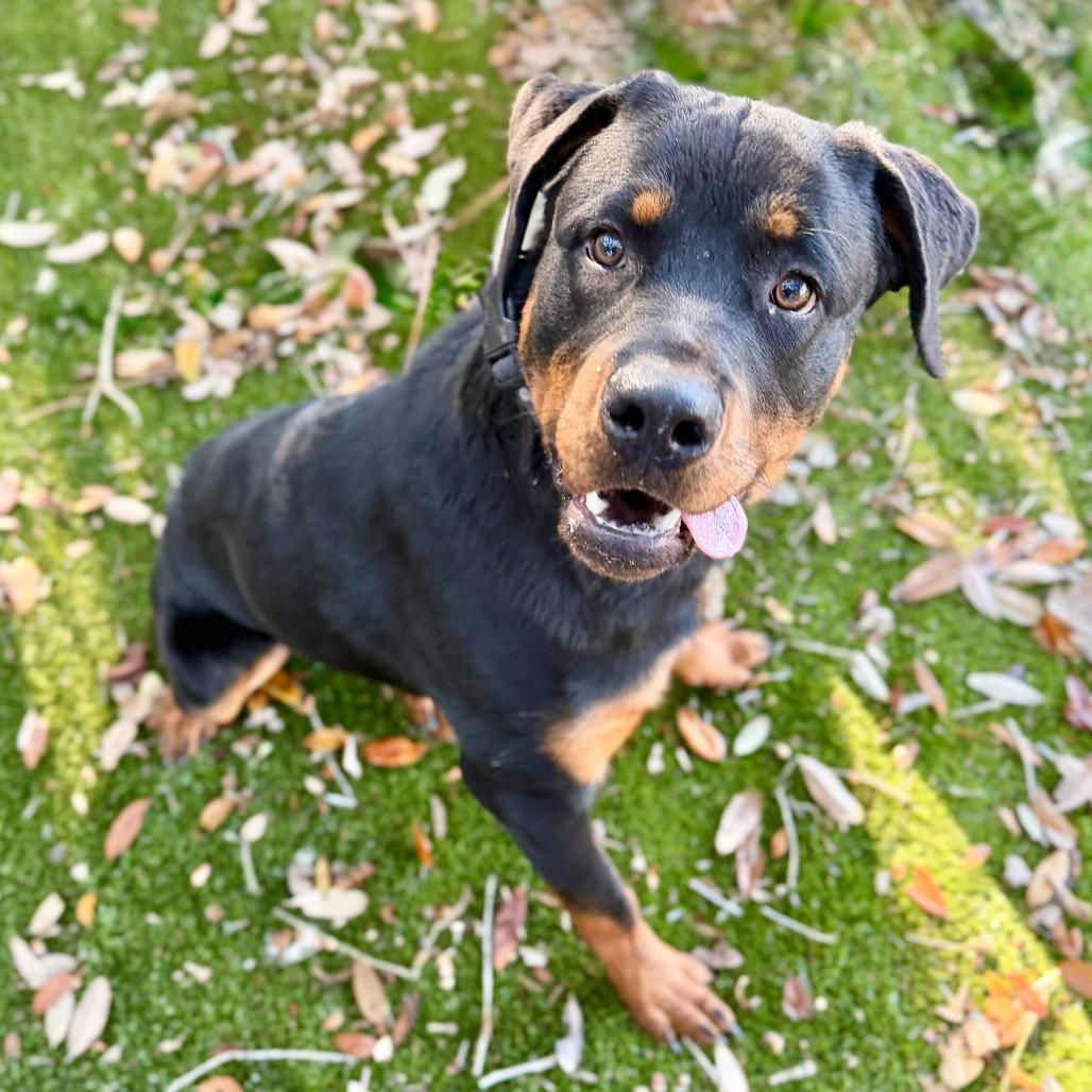 Rocky, Adoptable, Adult Male Mixed Breed & Rottweiler.