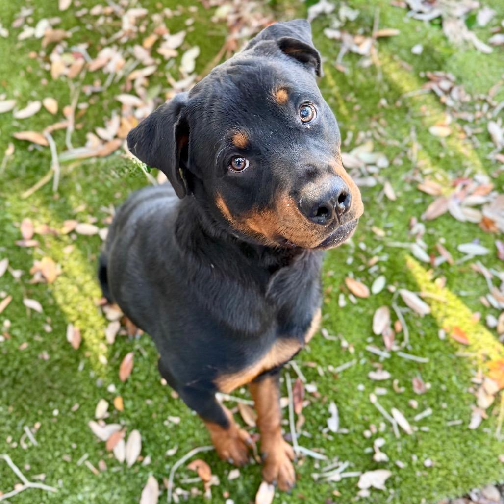 Enlarge Rocky, a Adoptable mixed breed in Pensacola, FL image 2/2
