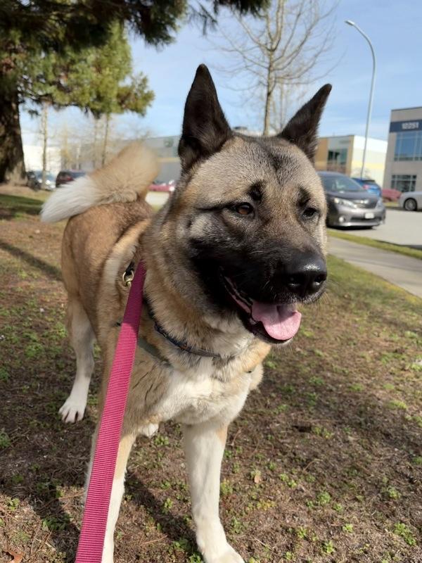 Ahsoka, Adoptable, Adult Female Akita.