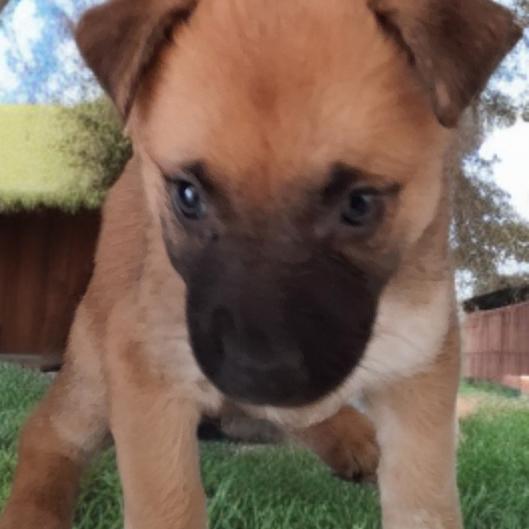 Enlarge Violet, a Adoptable mixed breed in Las Vegas, NV image 1/1