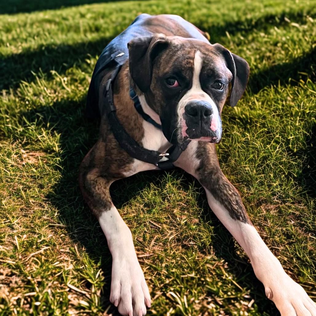Enlarge Lady, a Adoptable Boxer in McMinnville, OR image 1/3