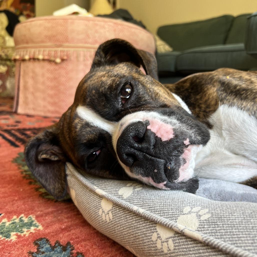 Enlarge Lady, a Adoptable Boxer in McMinnville, OR image 2/3