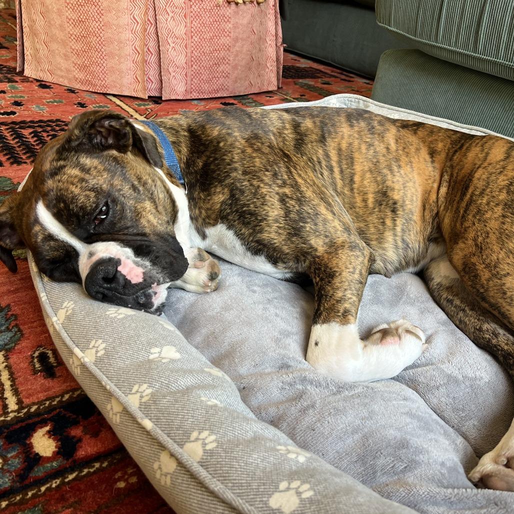 Enlarge Lady, a Adoptable Boxer in McMinnville, OR image 3/3