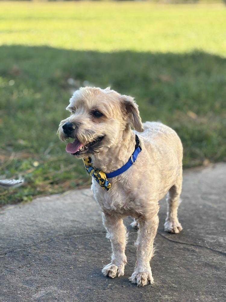 Enlarge Dickens, a Adoptable mixed breed image 1/1